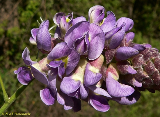 {Wisteria frutescens}